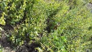 Kalmegh (Andrographis paniculata) Cultivation after 60 days India