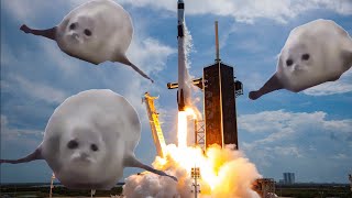 Bouncing Seals Rocket Launch!