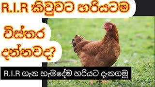 R.I.R කුකුළු වර්ගය ගැන හරියට දැනගමු. layer breeds. #rir #layer breed #animals #farming #poultry #egg