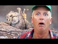 How Much Wood Could A Woodchuck! | Just For Laughs Gags