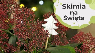 Skimia - dekoracja na Boże Narodzenie. Coraz bliżej Święta 🎄