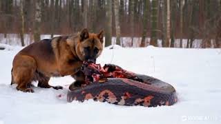 Fierce Dog Takes Down Python in a Dramatic Encounter