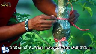 | How to African Baobab Successful Air layer System with Resut  | আফ্রিকান বাওবাব কলম পদ্ধতি| AQIB |