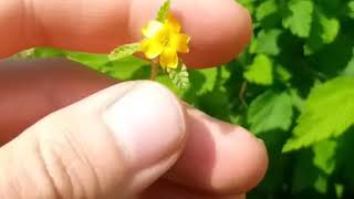 GardenShaman.eu - Damiana, Turnera Diffusa flowering