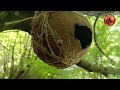 make a bird nest from coconut shell