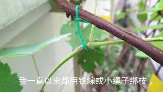 家种葡萄 20 : DIY葡萄绑枝卡