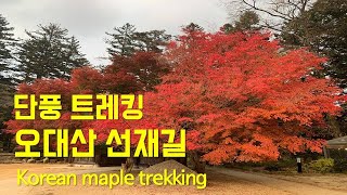 ASMRㅣKOREA TRIP: Korean trekking, “Odaesan National Park” l Autumn leaves spots, Tourist attraction