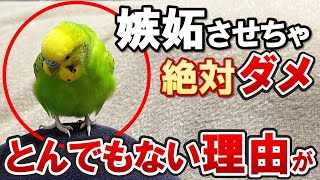 【衝撃】セキセイインコの嫉妬を甘くみてると大変なことに！