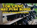 MURANG BILIHAN NG PURE BLOOD ANGLO NUBIAN