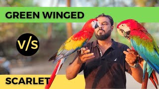 Scarlet V/S Green Wing Macaw | Choose BEST bird for you | @Shaikh.tanveer