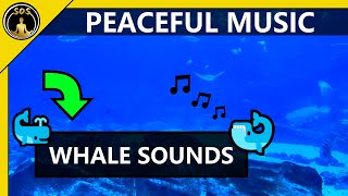 Peaceful Music ☯ Calm Whale Sounds from the Ocean 🐋 For Sleep or Relaxation😴30 Minute Meditation 🧘