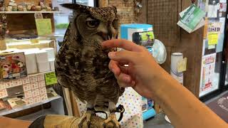 べたなれのアフリカワシミミズクのご紹介！（熱帯倶楽部　東川口本店）