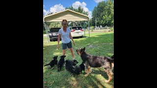 Full DDR German Shepherd Puppies - Week 7 - Rain's Litter