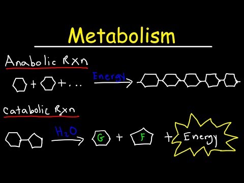 What are anabolic and catabolic reactions?