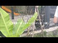 【お食事タイム】チンパンジー＠宮崎市フェニックス自然動物園20230626