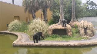 【お食事タイム】チンパンジー＠宮崎市フェニックス自然動物園20230626