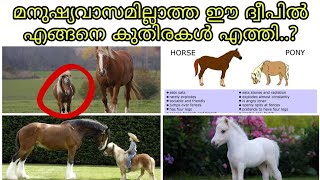 Pony എന്ന കുള്ളൻ കുതിരകൾ I അസാറ്റിക് ദ്വീപ്