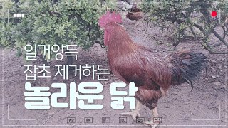 잡초제거하는놀라운닭/일거양득/정원에서 닭을?