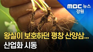 [뉴스리포트] 왕실이 보호하던 평창 산양삼..산업화 시동 220612