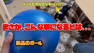 ボールが突然破裂した時の愛犬のリアクションがコレ！