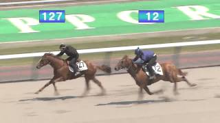 2015北海道トレーニングセール 公開調教 第４クルー