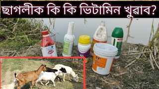 ছাগলীক কি ভিটামিন খুৱাব লাগে ৷ goat farming in assam