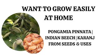 Want To Grow Easily At Home Pongamia | Pinnata  |Indian Beech | Karanj Plant From Seeds \u0026 Uses