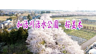 加治川治水公園桜並木