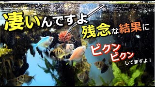 現在の水槽は？残念な結果に？餌やりと石洗い他メンテ【ファンタジー水槽】