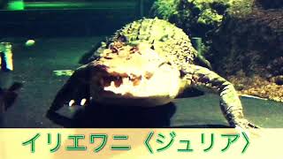 息子制作 生き物動画「イリエワニのジュリア」