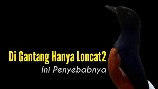 Murai Batu Hanya Loncat2 Pas Di Gantangkan || Bengkel Murai Batu