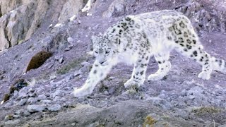 Elusive Snow Leopard Of The Himalayas | Planet Earth II