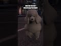 Poodle Karate Trolling in GTA 5 #gta5rp #gtaroleplay #shorts