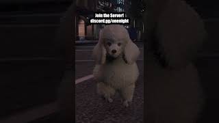 Poodle Karate Trolling in GTA 5 #gta5rp #gtaroleplay #shorts