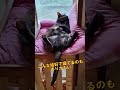 【猫動画】眠り猫コレクション　＃海風荘＃猫動画　＃猫宿　＃民宿海風荘 ＃cat ねこ＃猫のいる生活 ＃猫のいる宿 ＃看板猫