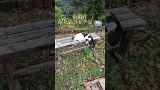 【猫動画】眠り猫コレクション　＃海風荘＃猫動画　＃猫宿　＃民宿海風荘 ＃cat #ねこ＃猫のいる生活 ＃猫のいる宿 ＃看板猫