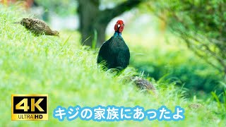 【4K】キジの家族に会ったよ。