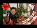 Weihnachtsdeko- Idee mit Amaryllis im Moosmantel DIY-Geschenkidee zum selber machen Winterdeko