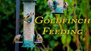 Goldfinch Feeding - Lots of young Goldfinch in summer