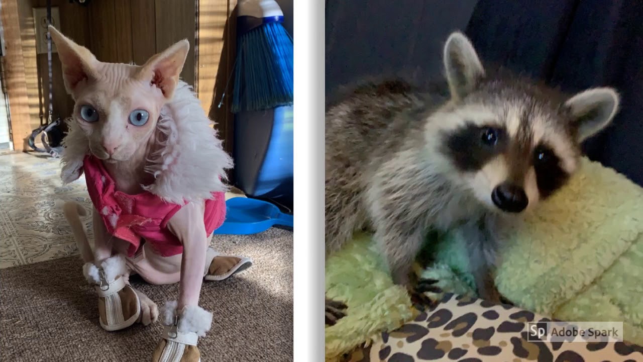 Example Multimedia Video Youtube