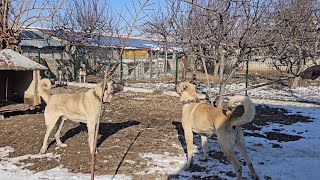 KEŞİ 6 KÖPEĞİN BULDUNDUĞU BAHÇEYE GÖTÜRDÜM ~BAHÇEYE GİRİNCE KEŞ ŞAŞIRDI