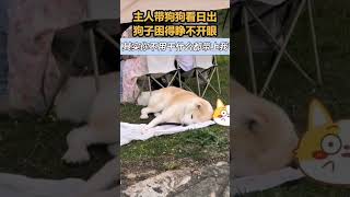 主人帶狗子看日出 狗子困得睜不開眼😂 #shorts #funny #pets #搞笑 #寵物 #熱點 #短視頻 #段子