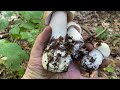 giant mushrooms continue to grow.. the best boletus mushrooms of the carpathians 2024.