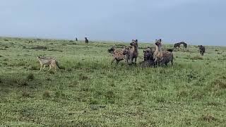 Big male lion and hyenas#lion #wildlife #animals