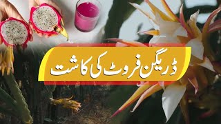 ڈریگن فروٹ کی کاشت