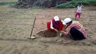 Plantation at Jhamri village