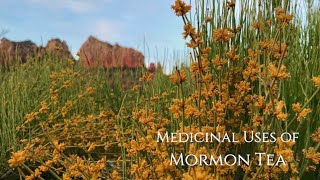 Medicinal Uses of Mormon Tea