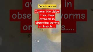 How banana worms look under microscope l Sanitizer