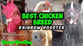 Best chicken breed ever to raise in Mombasa, Kenya | Rainbow Rooster chicken breed.