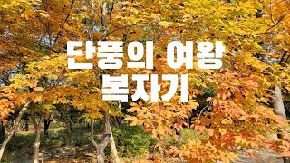 단풍의 여왕 - 복자기